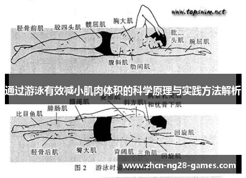 通过游泳有效减小肌肉体积的科学原理与实践方法解析 通过游泳有效减小肌肉体积的科学原理与实践方法解析